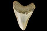 Fossil Megalodon Tooth - North Carolina #109677-2